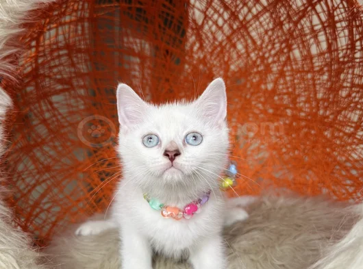 British Shorthair Bluepoint Silver Point görsel