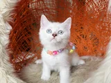 British Shorthair Bluepoint Silver Point