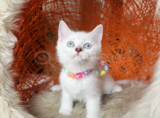 British Shorthair Bluepoint Silver Point görsel