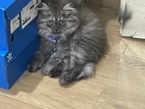 4 Aylık British Longhair