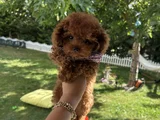 Evdoğumu Poodle Bebişlerim