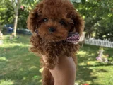 Evdoğumu Poodle Bebişlerim