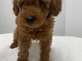 Toy Poodle Yavru Erkek Ve Dişi Yavrular Üçretsiz Teslimat