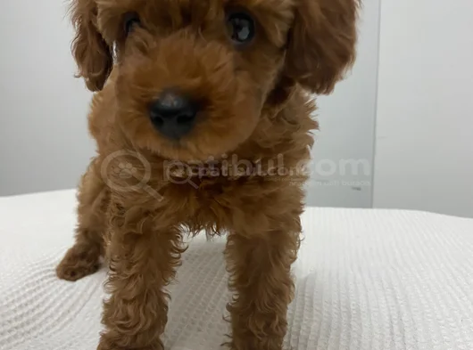 Toy Poodle Yavru Erkek Ve Dişi Yavrular Üçretsiz Teslimat görsel