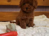En Zeki̇ İki̇nci̇ Irk  Toypoodle Yavrularimz Yuvalarni Bekli̇yor