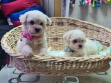 Bichon Frise