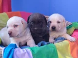 Sevimli Labrador Yavrularımız
