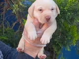 Sevimli Labrador Yavrularımız