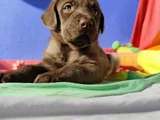 Sevimli Labrador Yavrularımız