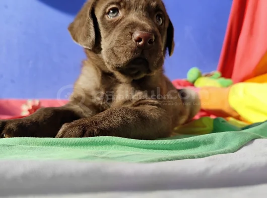 Sevimli Labrador Yavrularımız görsel