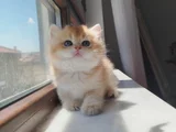 Muhteşem Ayi Surat Golden Yavrular Kaçmazz
