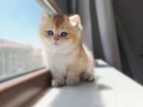 Muhteşem Ayi Surat Golden Yavrular Kaçmazz