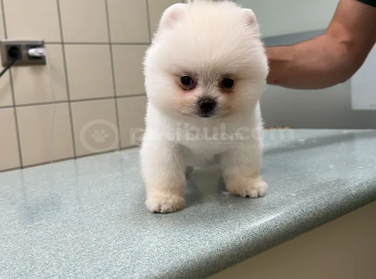 Üst Düzey Pomerani̇an Boo Yavrular görsel