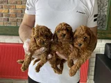 Yeni̇ Gelen  Orji̇nal Toy Poodle Yavrularimiz Güncel Ankara