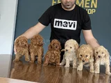 Yeni̇ Gelen  Orji̇nal Toy Poodle Yavrularimiz Güncel Ankara