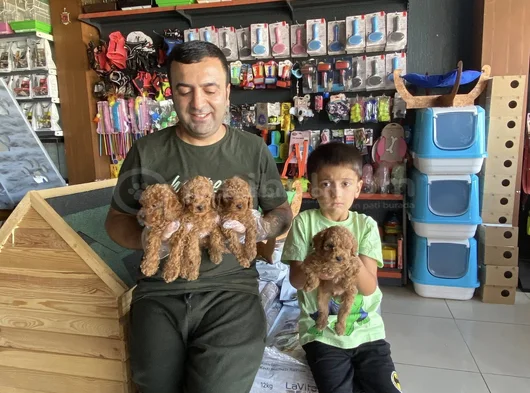 Yeni̇ Gelen  Orji̇nal Toy Poodle Yavrularimiz Güncel Ankara görsel