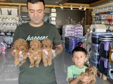 Yeni̇ Gelen  Orji̇nal Toy Poodle Yavrularimiz Güncel Ankara