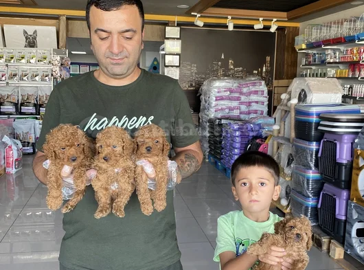 Yeni̇ Gelen  Orji̇nal Toy Poodle Yavrularimiz Güncel Ankara görsel