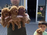 YENİ GELEN  ORJİNAL TOY POODLE YAVRULARIMIZ GÜNCEL ANKARA