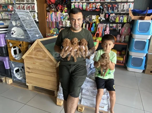 Yeni̇ Gelen  Orji̇nal Toy Poodle Yavrularimiz Güncel Ankara görsel