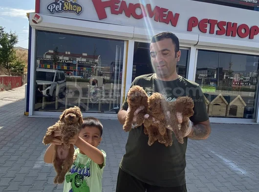 Yeni̇ Gelen  Orji̇nal Toy Poodle Yavrularimiz Güncel Ankara görsel