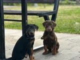 BİBLO GİBİ DOBERMAN YAVRULAR MEVCUT