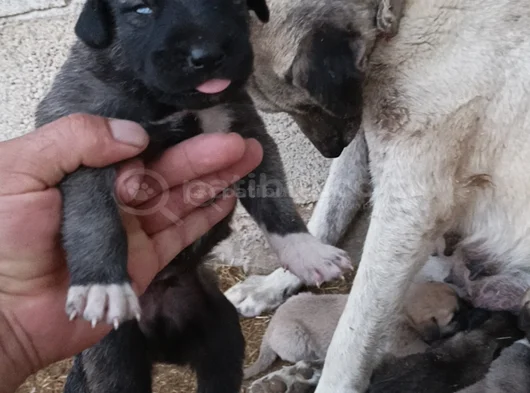 Orjinal Sivas Kangal Yavruları görsel