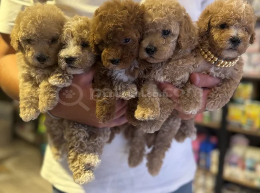 Dünya Tatlisitoy Poodle Bebekleri̇mi̇z görsel