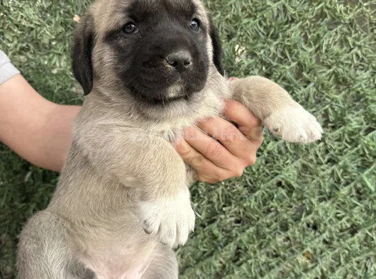 Dev Anadolu Çoban Köpeği̇ Yavrular Hazir görsel