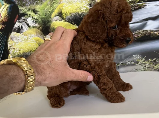 Çok Tatlı Teacup Poodle Yavru görsel