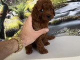 Çok Tatlı Teacup Poodle Yavru