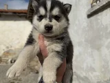 Kali̇teli̇ Husky Yavrularimiz Hazir