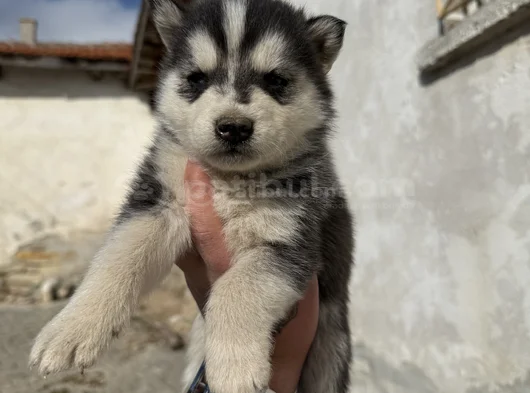 Kali̇teli̇ Husky Yavrularimiz Hazir görsel
