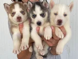 Kali̇teli̇ Husky Yavrularimiz Hazir