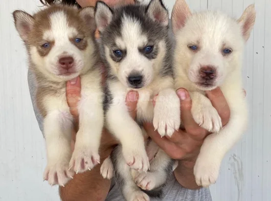 Kali̇teli̇ Husky Yavrularimiz Hazir görsel