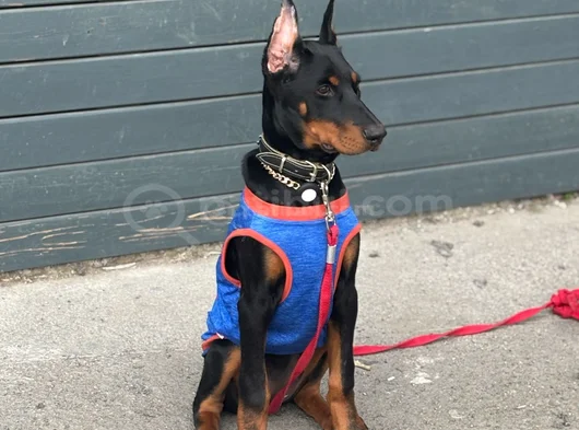 Bi̇blo Gi̇bi̇ Doberman Yavrular Mevcut görsel