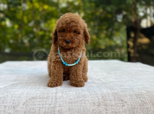 Dünya Tatlisitoy Poodle Bebekleri̇mi̇z görsel