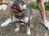 French Bulldog Yavrular Hazir