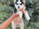 Kali̇teli̇ Husky Yavrularimiz Hazir