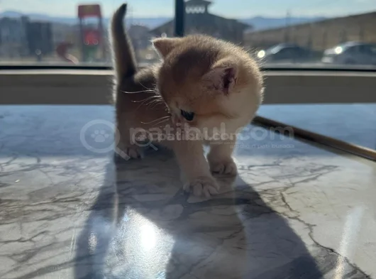 British Short Hair Golden görsel