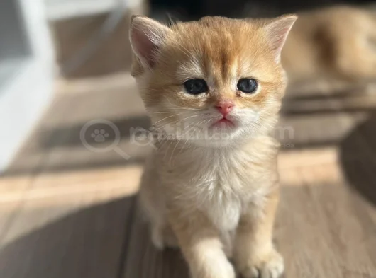 British Short Hair Golden görsel