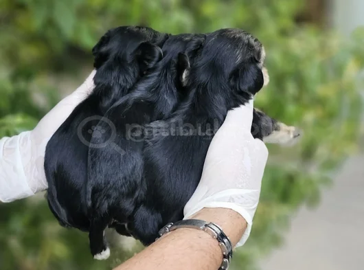 Irk Ve Sağlik Garanti̇li̇ Teacup Morki̇e Bebekler görsel