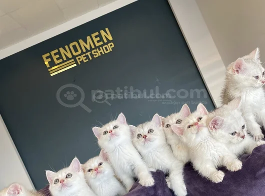 Yeni̇ 10 Adet British Yavrular Mağazamizda Canli Görün Ankara görsel