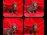 Muhtesem Kalitede Mini Dachshund Sosis Yavrular