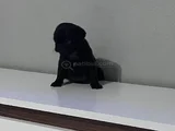 Pug Mops Bebekler
