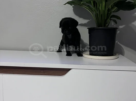 Pug Mops Bebekler görsel