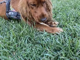Cocker Spaniel