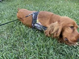 Cocker Spaniel