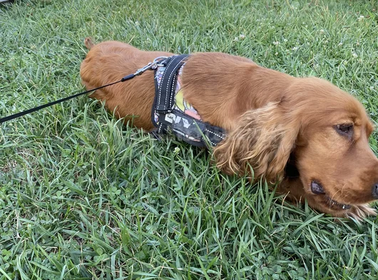 Cocker Spaniel görsel
