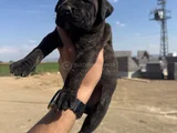 Dev Blue Cane Corso Bebekler
